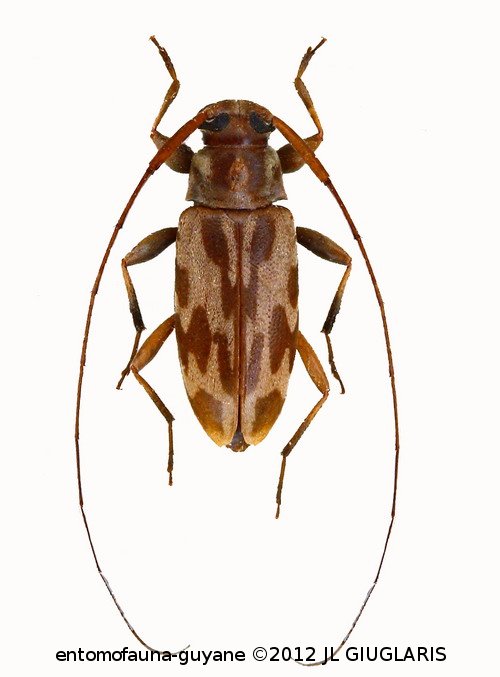 Acanthocinini Gen sp G178