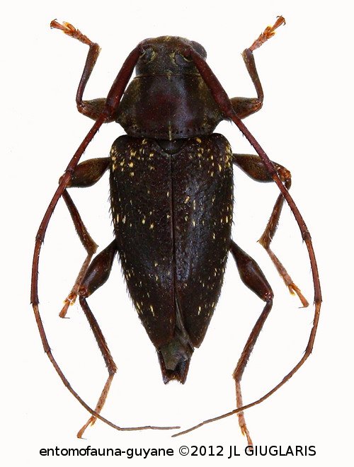Oxathres navicula  Bates 1864