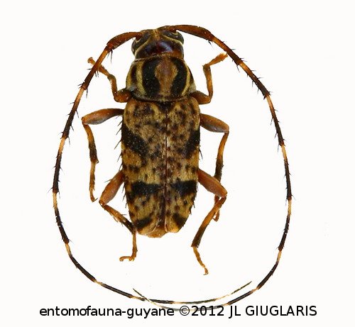 Acanthocinini Gen sp G356