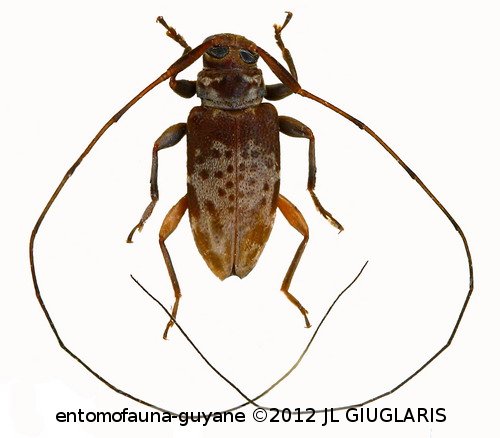 Acanthocinini Gen sp G425