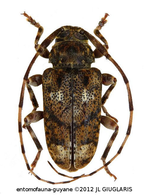 Baryssinus penicillatus Bates, 1864