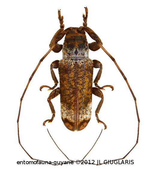 Cylicasta mariahelenae  Nearns & Tavakilian, 2012