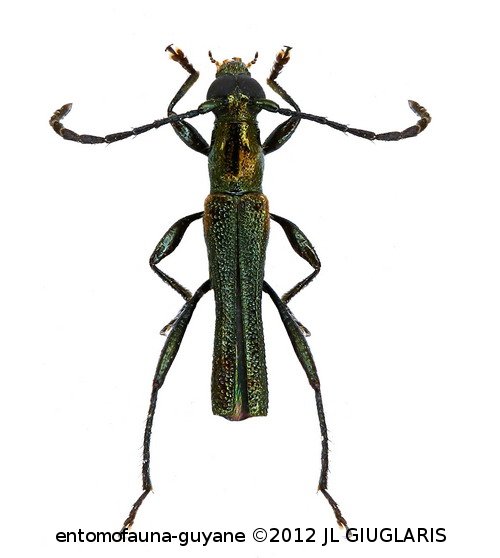 Chrysaethe jorgei  (Tavakilian & Penaherrera-Leiva, 2003)