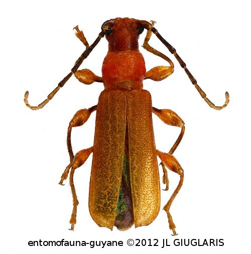 Corallancyla sp G105
