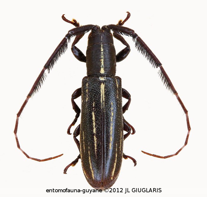 Pachypeza panamensis ? Giesbert 1987