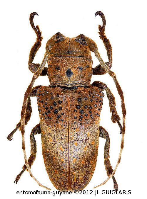 Oncideres phaetusa  Dillon & Dillon, 1946