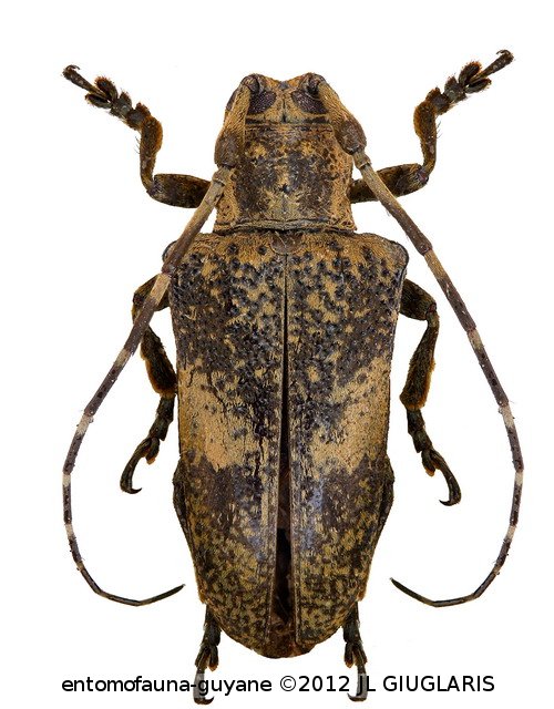 Touroultia lordi  Nearns and Tavakilian, 2012