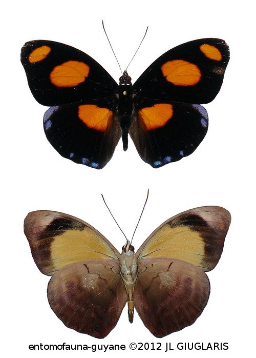 Catonephele numilia numilia (Cramer, 1775)