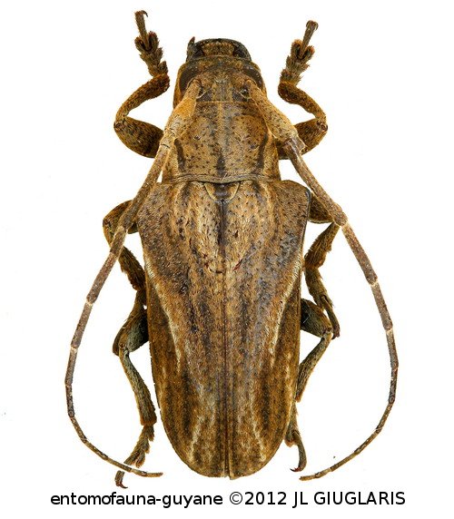 Alexera barii  (Jekel, 1861)