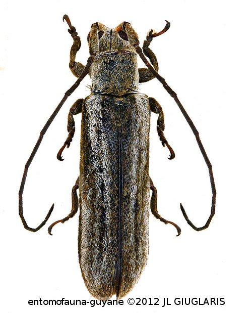 Cacostola grisea Dillon & Dillon, 1946
