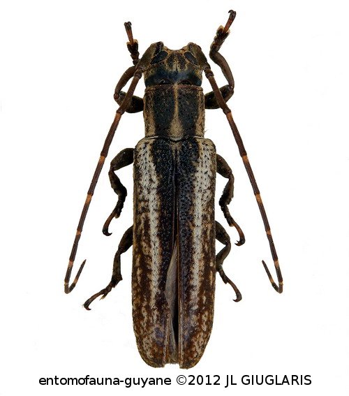 Cacostola volvula  (Fabricius, 1781)