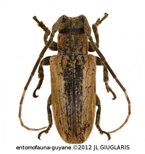 Glypthaga lignosa  Thomson, 1868