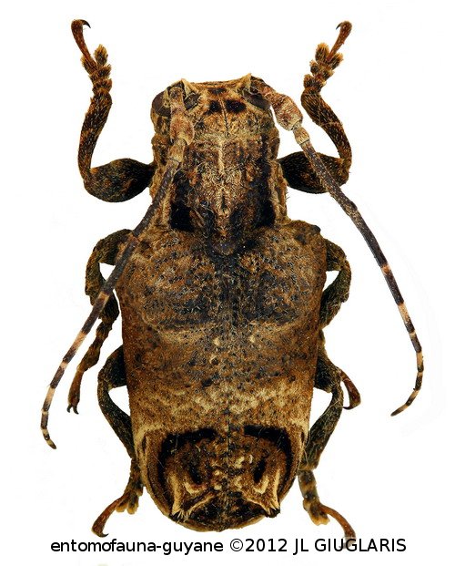 Trachysomus peregrinus  Thomson, 1858