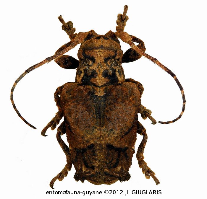 Trachysomus santarensis  Bates, 1865