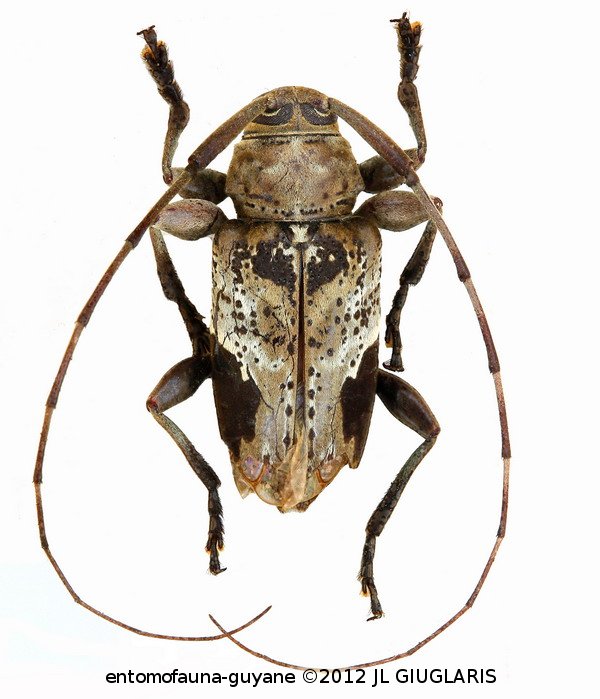 Hylettus seniculus   (Germar, 1824)