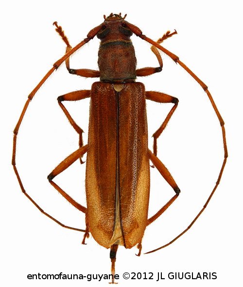 Urimaso limpidus  Martins, 2005