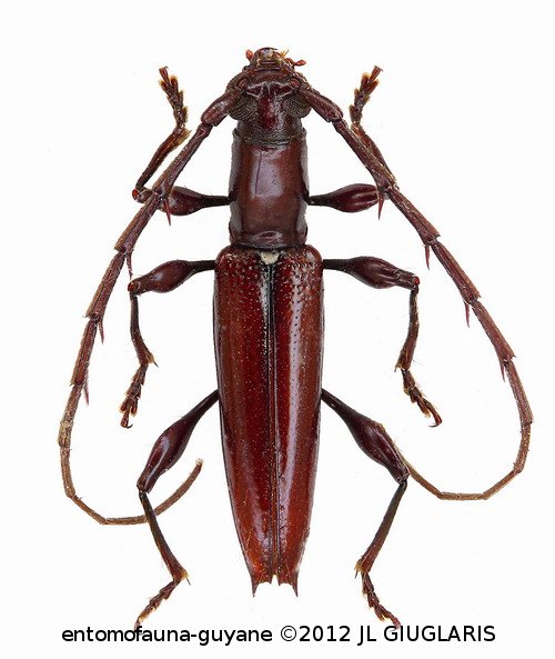 Aposphaerion longicolle  Bates, 1870