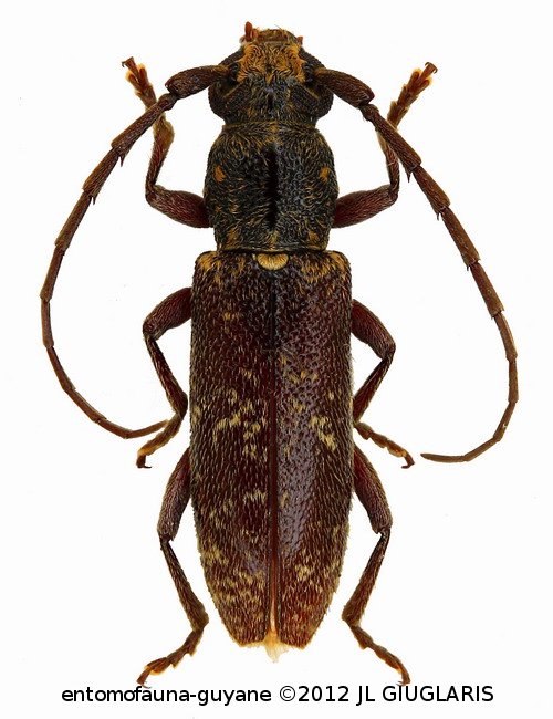 Anelaphus souzai  (Zajciw, 1964)