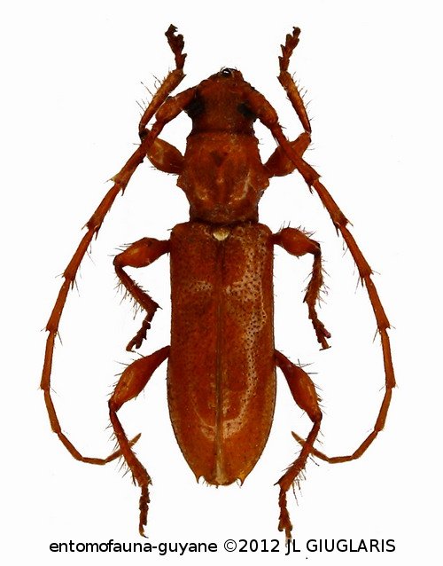 Rhomboidederes minutus  Napp & Martins, 1984