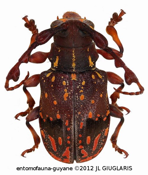 Xylotribus decorator  (Fabricius, 1801)
