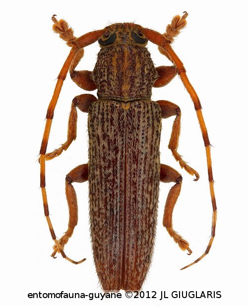 Ataxia linearis (Bates 1866)