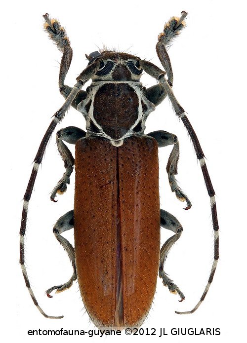 Esthlogena (Esthlogena) albolineata  (Breuning, 1940)