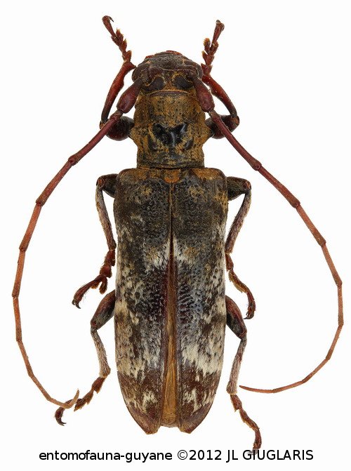 Rhaphiptera roppai  Fragoso & Monné, 1984