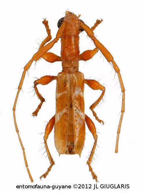 Opsibidion albinum  (Bates, 1870) 