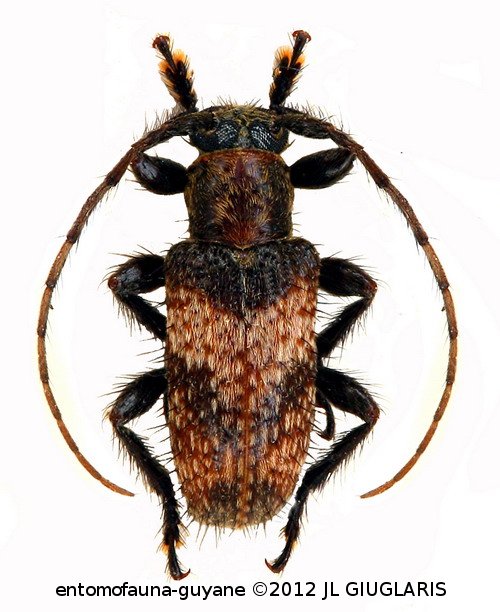 Blabicentrus hirsulutus  Bates, 1866