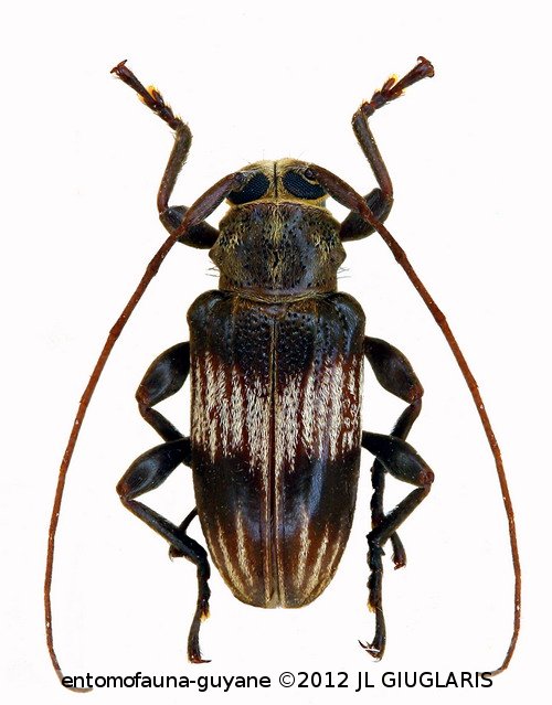 Cotycicuiara alternata  Martins & Galileo, 2008