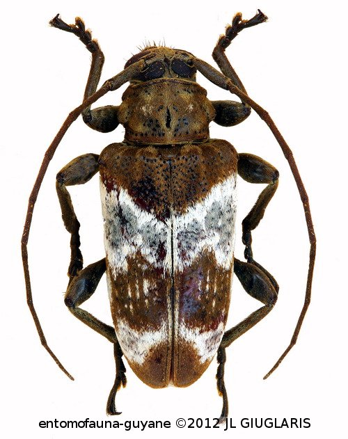 Cotycicuiara magnifica Galileo & Martins, 2011
