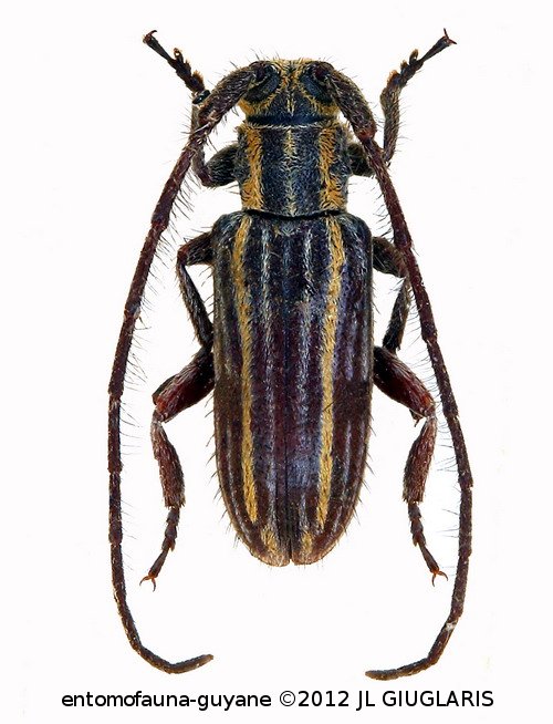 Unelcus lineatus  Bates, 1885