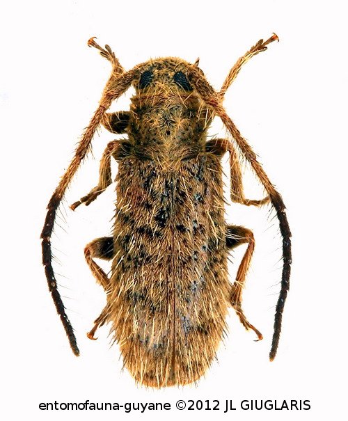 Eupogonius colombianus Breuning, 1942 