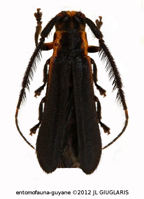 Tyrinthia scissifrons  Bates, 1866