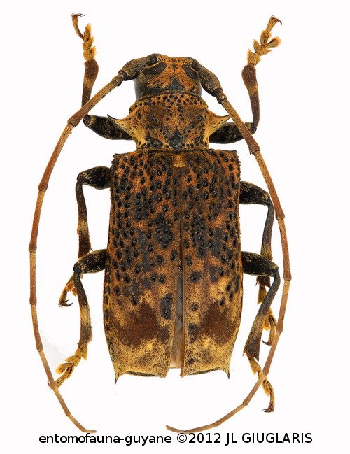 Polyrhaphis baloupae  Santos-Silva, Martins, Tavakilian, 2010