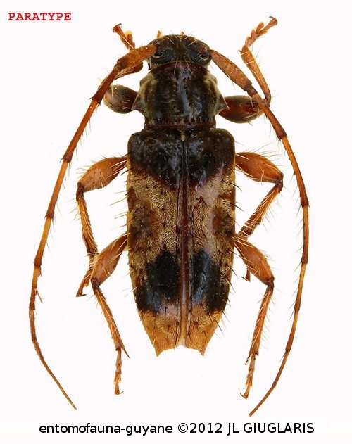 Cosmotomidius elongatus Touroult, Tavakilian & Dalens, 2010 PARATYPE
