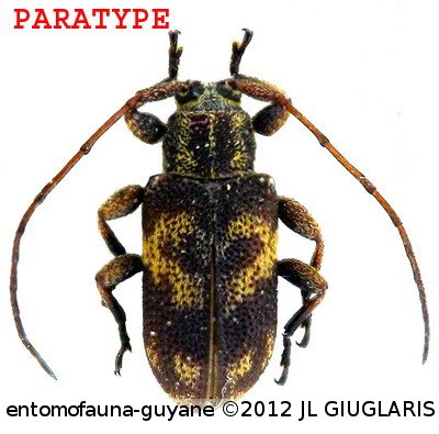 Xenofrea veronicae Dalens, touroult & Giuglaris, 2009 PARATYPE