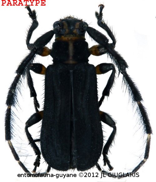 Trichomauesia touroulti Dalens, Giuglaris & Tavakilian, 2010   PARATYPE   