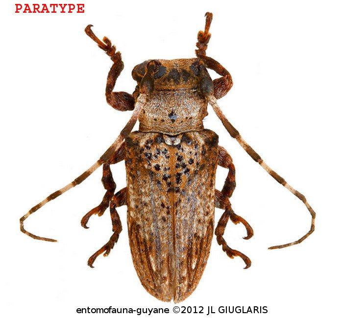 Oncideres faurei  Nearns & Tavakilian, 2012  PARATYPE