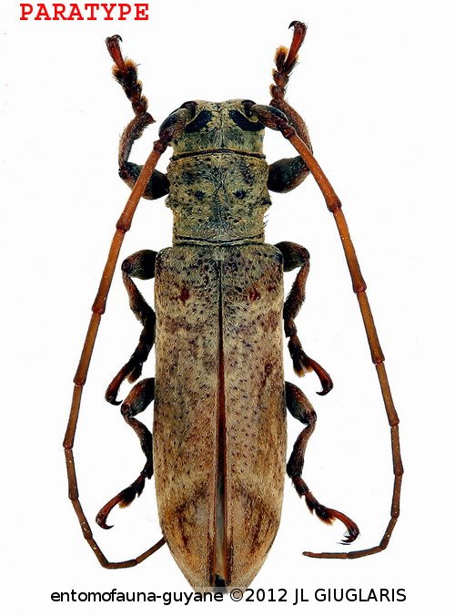 Rhaphiptera avicenniae  Dalens & Tavakilian, 2007 PARATYPE