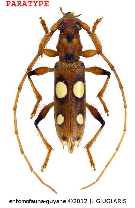 Paranyssicus quadriguttatus  (Buquet, 1860)  PARATYPE
