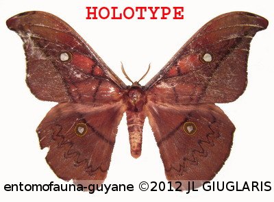 Copaxa bireni Beneluz, 2008  HOLOTYPE 