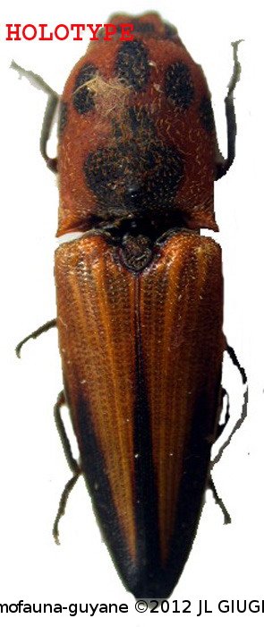 Lacon giuglarisi  Chassain, 2005 HOLOTYPE