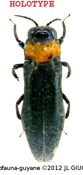 Agrilus giuglarisi Curletti & Brulé, 2011 HOLOTYPE