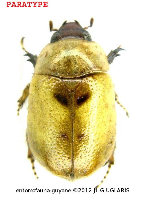 Augoderia giuglarisi  Ponchel,2009 PARATYPE