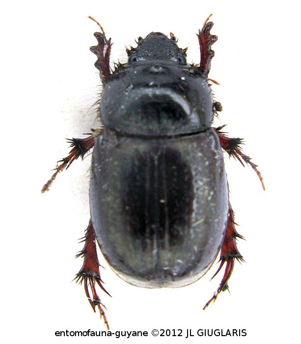 Aegidinus cf. tricornis Colby, 2009