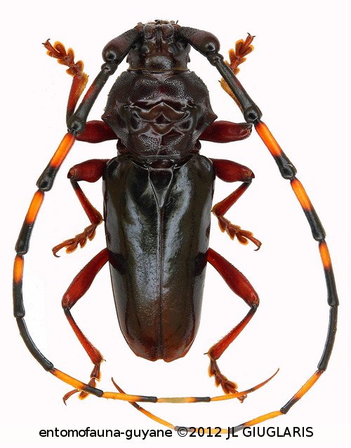 Andraegoidus lacordairei  (Dupont, 1838) var.2