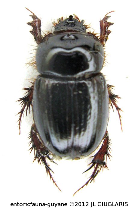 Aegidinus cf. oreibates Colby, 2009