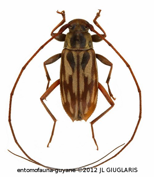 Paroecus vittulatus (Gilmour, 1961)