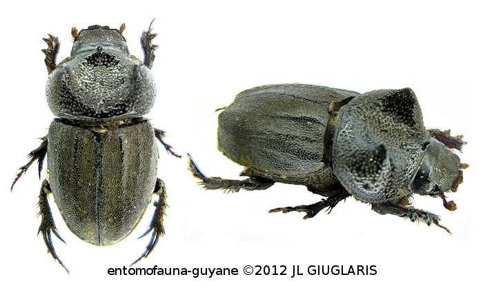 Aegidium cf. geayi  Paulian, 1984